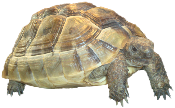stock-schildpad